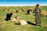 badia sheep bedouin