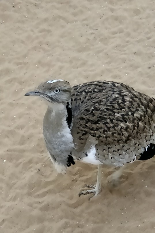 IMG_20191103_1310374 (1)